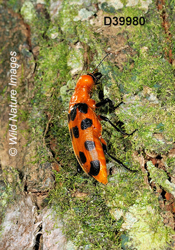 Cissites maculata, Meloidae